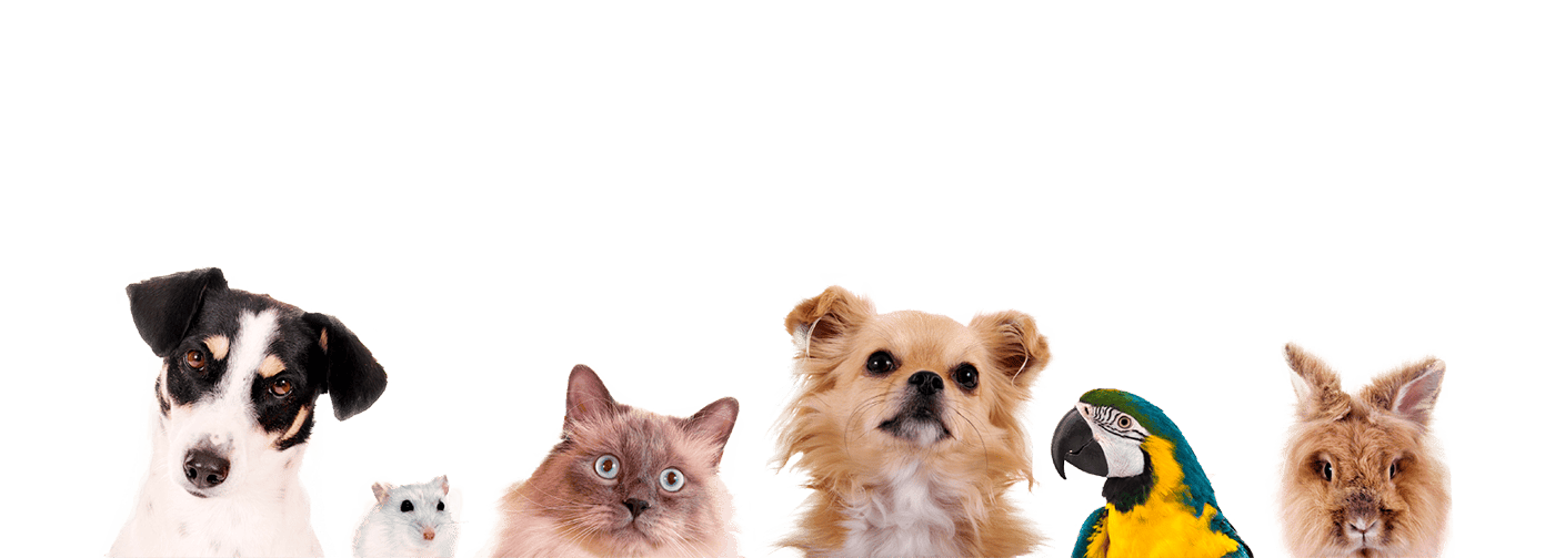 pet relocation company